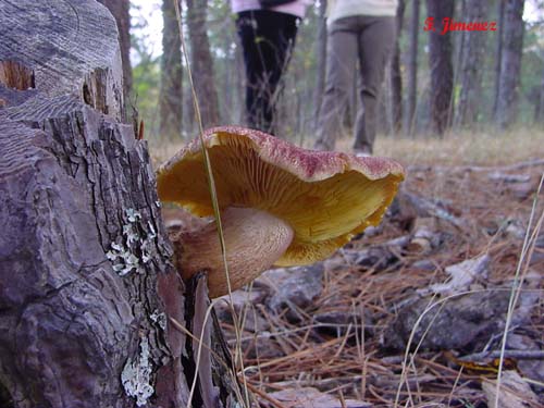 Tricholomopsis rutilans